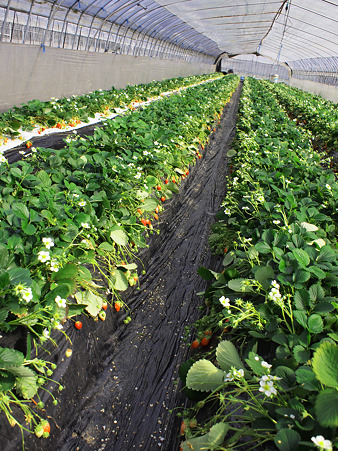 P3200250S