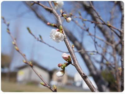 20120320 桜