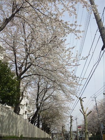 今年の桜その1