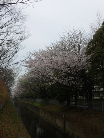 今年の桜その2