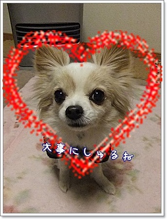 大事にしゅるね