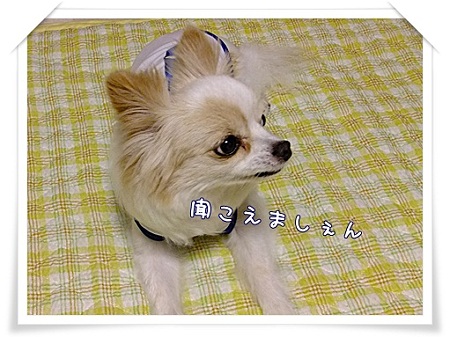 聞こえない