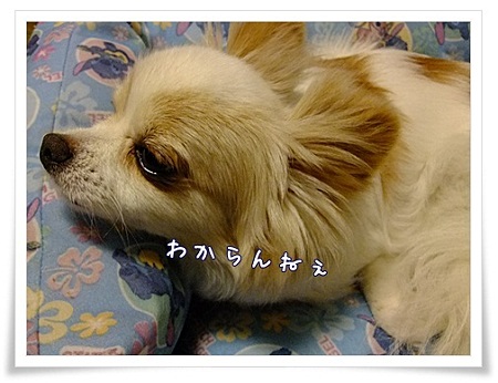 わからん