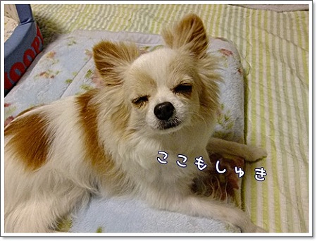 好き