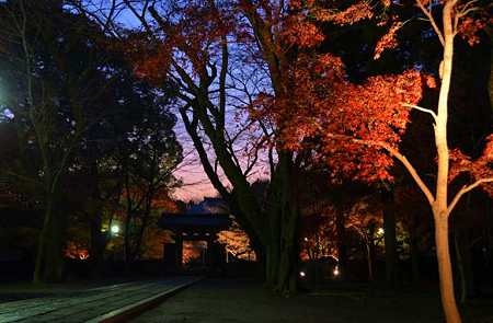 夕暮紅葉の参道