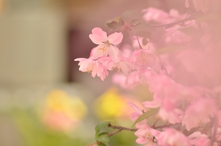 寺のカイドウ