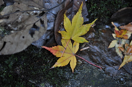 赤目四十八滝の紅葉・6