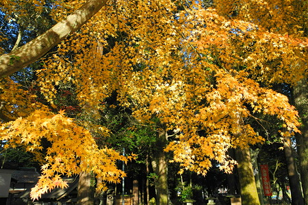 御栗栖神社の紅葉・2