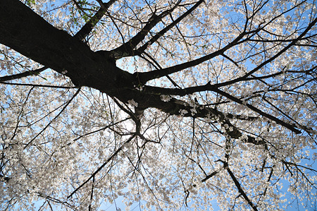 下北山村の桜・7