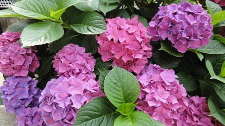 鮫洲あたり　紫陽花満開