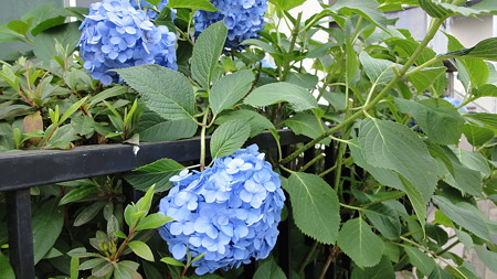 鮫洲あたり　紫陽花満開
