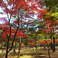 再度公園の紅葉