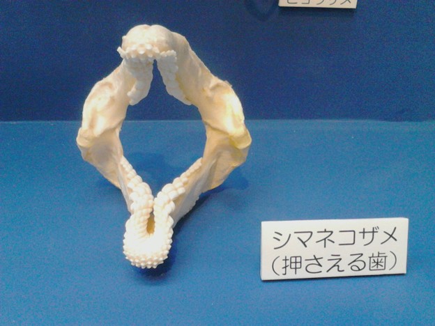 Photos: ネコザメの歯はこうなのか～。