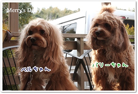 べる&ばりー