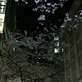 Photos: ビルとビルの間の桜天井！