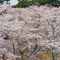 2018'桜