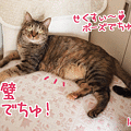 Photos: 111208-【猫アニメ】目線もポーズも完璧にゃ！