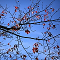 桜の紅葉(*&#039;-&#039;*)