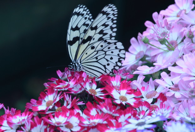サイネリア　オオゴマダラ　至福の時　　蝶の楽園